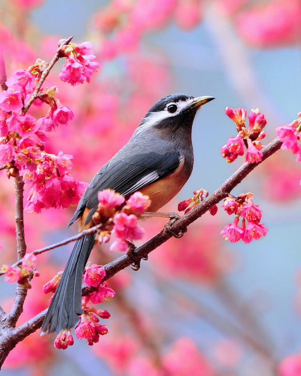 photo #pink #blossoms #bird