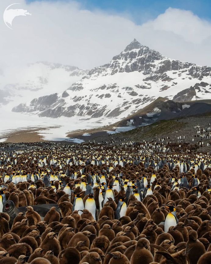 Spectacular Wild Animals Photography by Thomas D Mangelsen