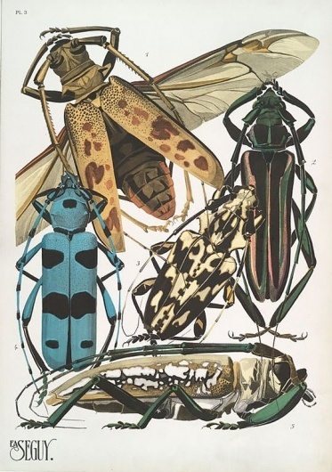 weetstraw.com - Insect Collages #insects