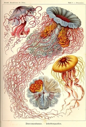 All sizes | Vintage octopus illustration | Flickr - Photo Sharing! #illustration #sea
