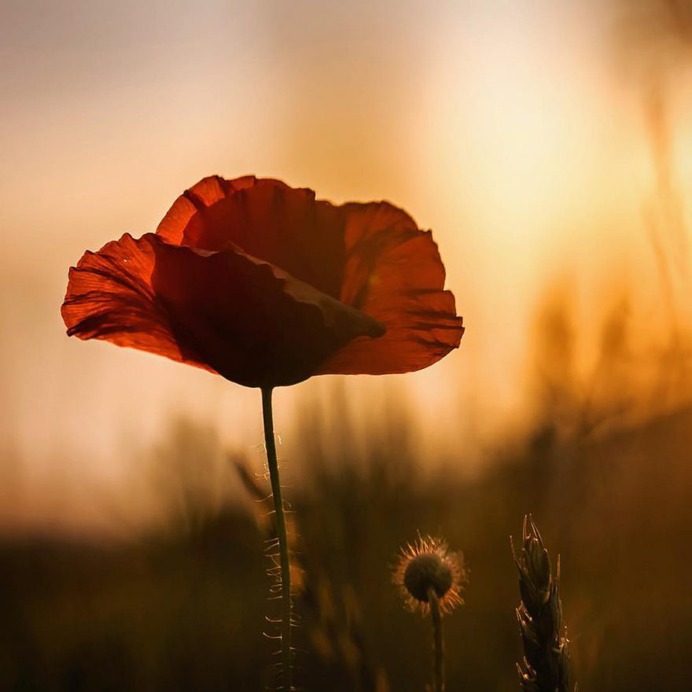 Beautiful Macro Flower Photography by Silvia Kobelova