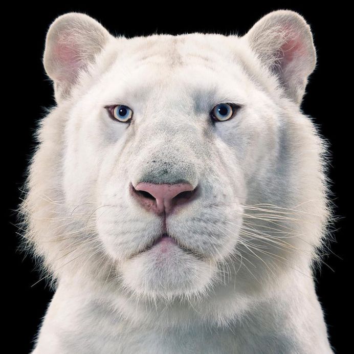 Magnificent Wild Animals Portrait Photography by Tim Flach