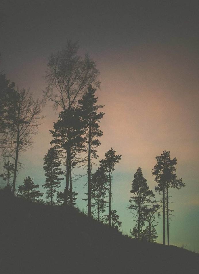Forest. #sweden #nordic #landscape #forest #winter