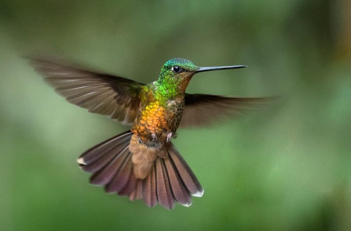 #hummingbird: Magnificent Birds Photography by Elijah Gildea