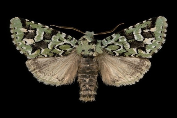Photography by Jim des Riviéres #inspiration #photography #macro
