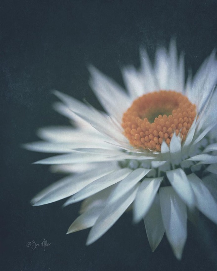 Fine Art Flowers Photography by Sara Möller