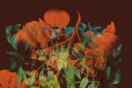 Chevalvert | design graphique, typographique et numérique #flower #nature