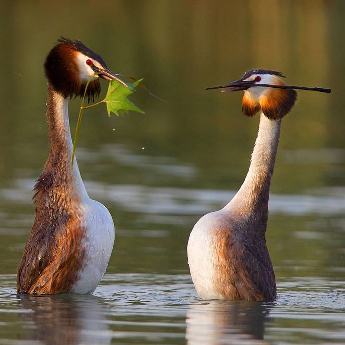 #only_raptors: Beautiful Birds of Prey Photography by Luciano Piazza