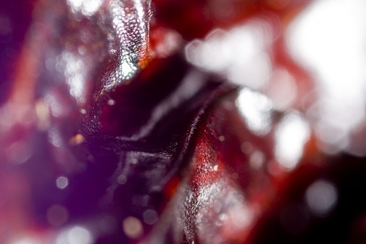 microtaco by adam saynuk #photography #chiles #chipotle #macrophotography