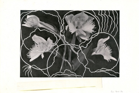 Collages by Alexis Anne Mackenzie #illustration #collage #floral