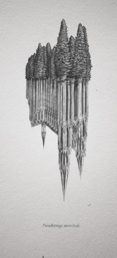 Evan Wakelin's drawings and stuff #old #fir #illusion #dom #growth #douglas #forest #cathedral #koln #trees