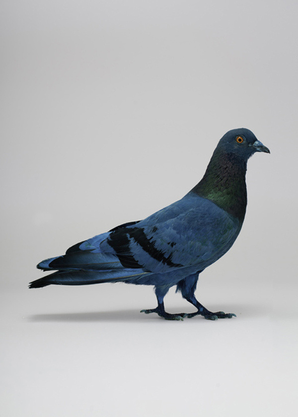 Blue Pigeon #blue #pigeon #art
