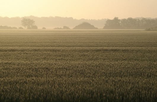 All sizes | Field - Sunny Morning | Flickr - Photo Sharing! #photography #landscapes #green