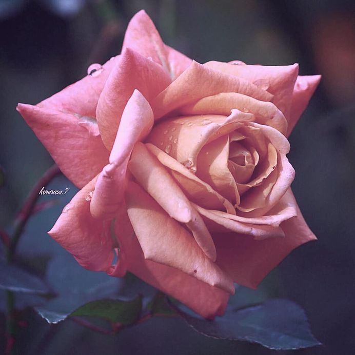 #total_roses: Beautiful Pictures of Roses by Kimi Sasa