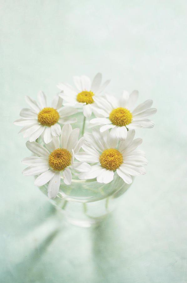 daisy painting & daisy paint by number #painting