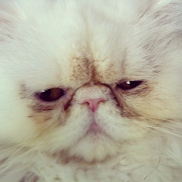 @michaelmartinho | Webstagram - the best Instagram viewer #animal #cat #wild #kitten #kitty #beast #baxter #persian