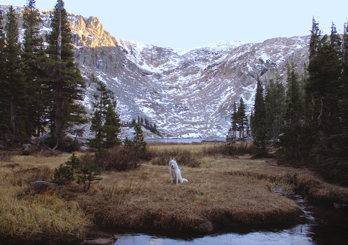 Ein Hund sitzt auf einer Wiese vor einem Gebirge. #wild #photography #nature #wolf #animal #dog