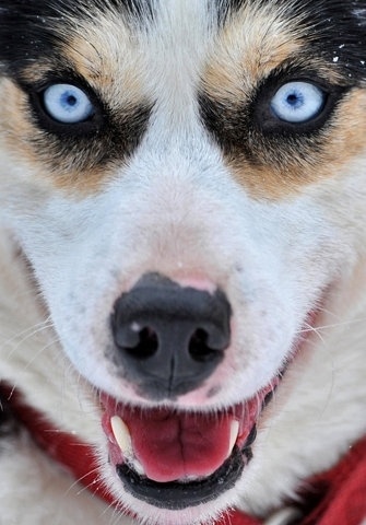 FFFFOUND! | Iditarod Trail Sled Dog Race 2012 - The Big Picture - Boston.com #dog