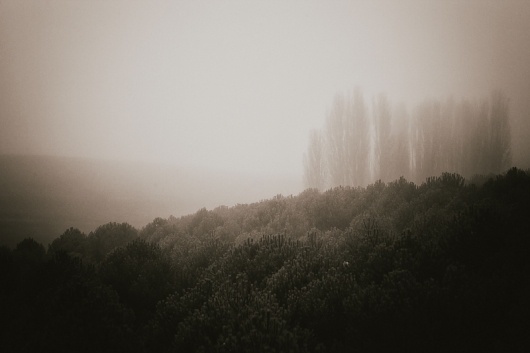 Nº 0038 #trees