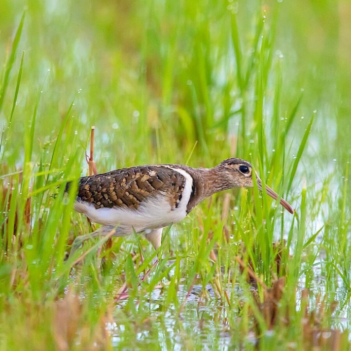 Birds of Japan: Beautiful Bird Photography by Keisuke Oda