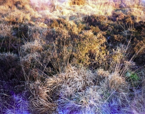 Mengxi Zhang « PICDIT #photo #photography