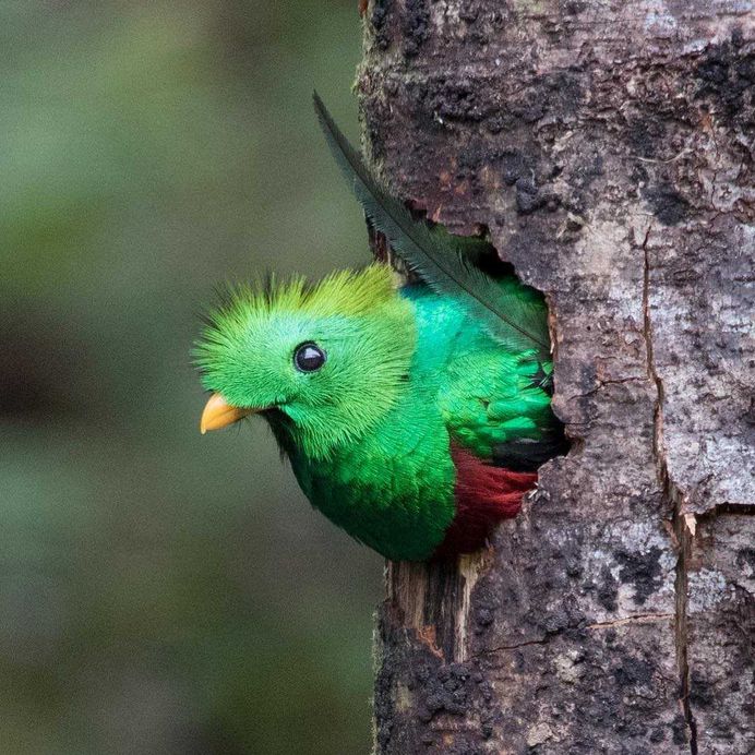 #bestbirds: Beautiful Bird Photography by Alejandra Perez