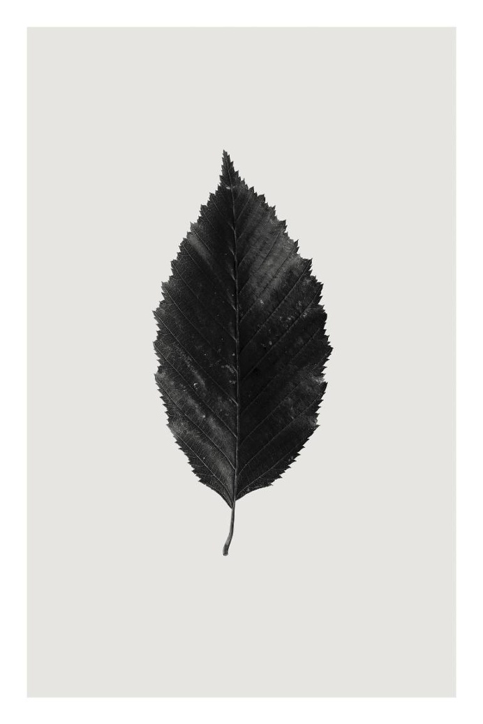 Saatchi Art Artist Anders Bundgaard; Photography, "Hornbeam"