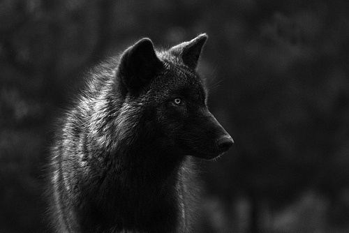 Mylo Xyloto #wild #wolves #wolf #animals
