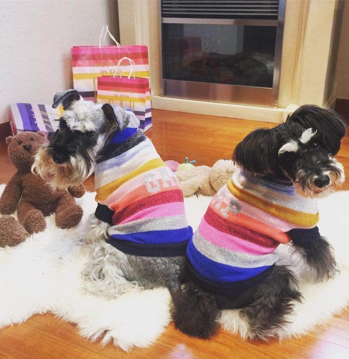 Most Dog Friendly Stores in America - The GAP