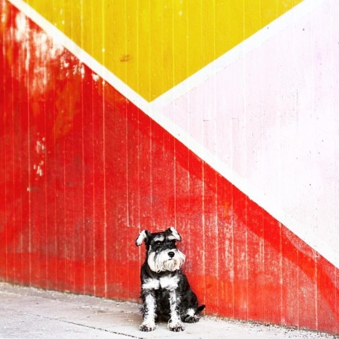 Minimal Pup Instagram Account: Tiny Pups in Big Places