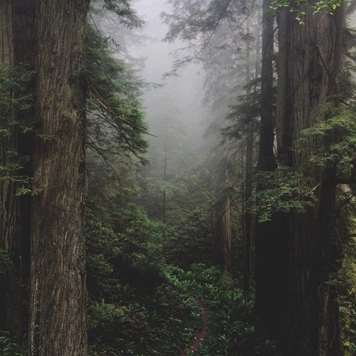 wanderthewood:Del Norte Coast Redwood State Park, California by Kevin Russ #photography