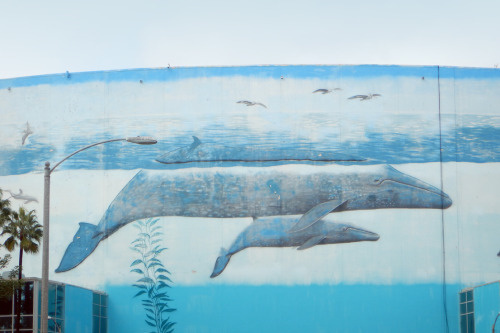 _CA __california ___long beach arena PHOTOGRAPHIE © [ catrin mackowski ]