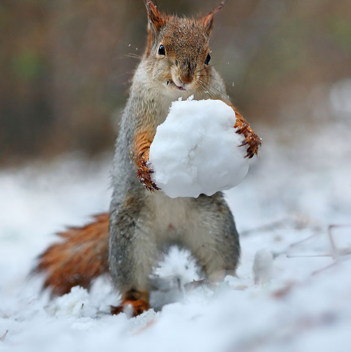 Adorable Squirrel Poses Photography by Vadim Trunov #animal photography #cutest poses