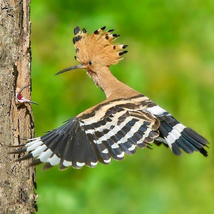 #birdstagram: Graceful Bird Photography by Peter Kühn