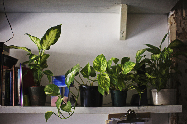 _38Q8390 #photo #plants #studio #green