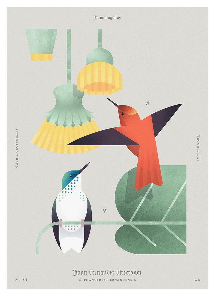 Beauty of birds on Behance