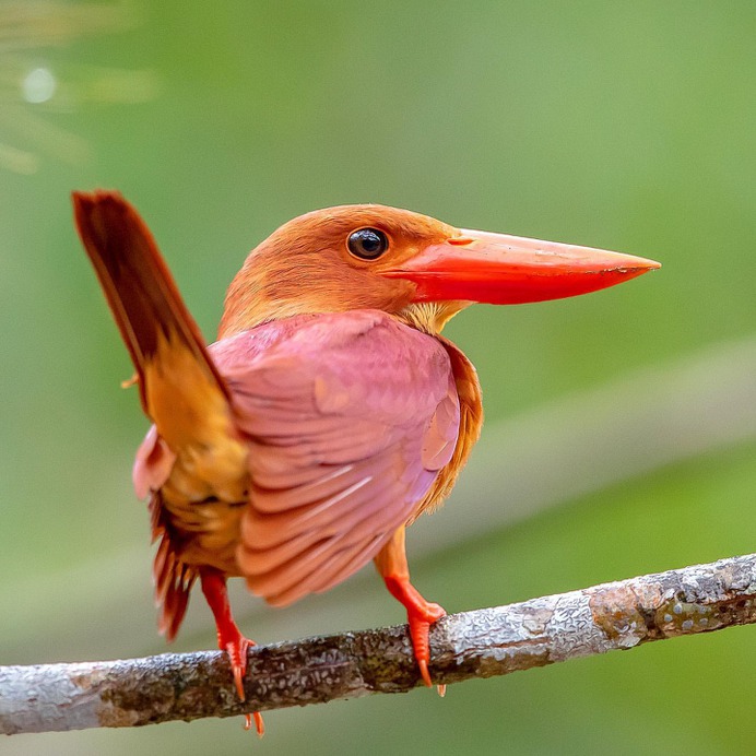 Birds of Japan: Beautiful Bird Photography by Keisuke Oda