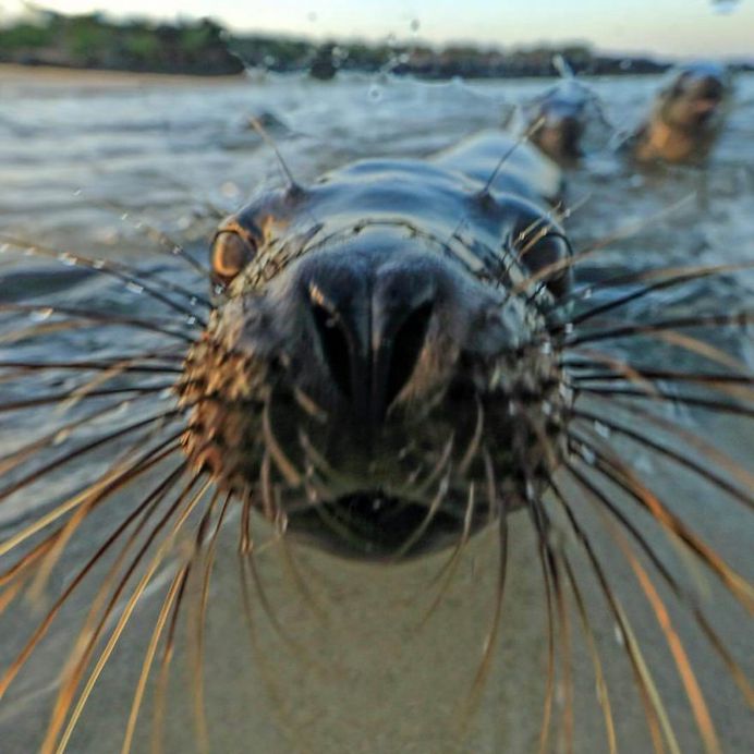 Spectacular Wildlife Animals Portraits by Andy Rouse