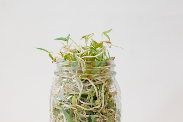 Home Sprouting Guide KINFOLK #food