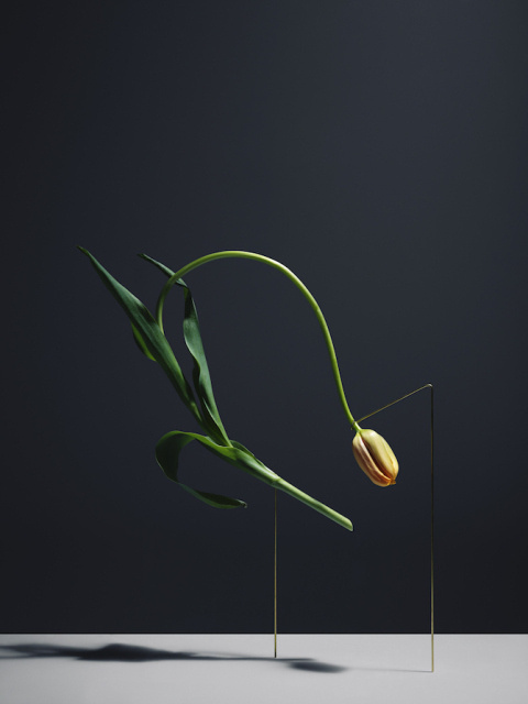 Carl Kleiner | PICDIT