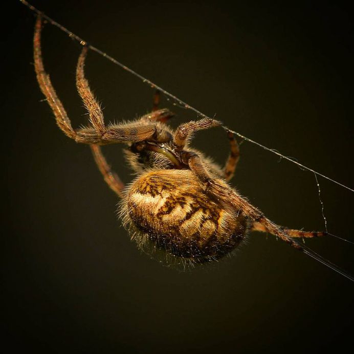 Orb-weaver
