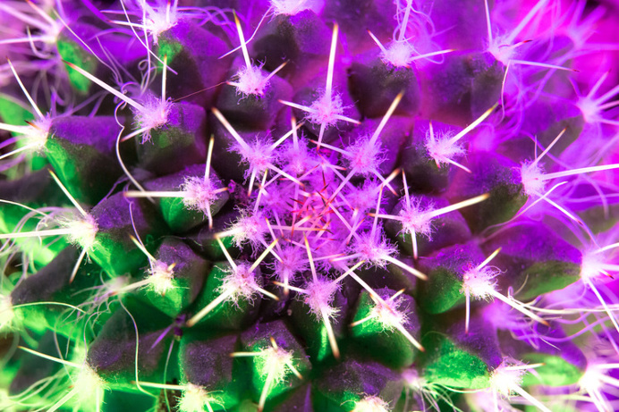 macro cacti