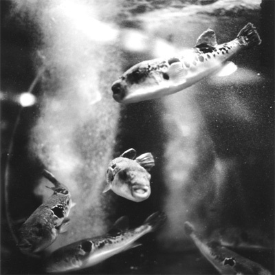 Chung-Leng Tran photographies #fishes #photography