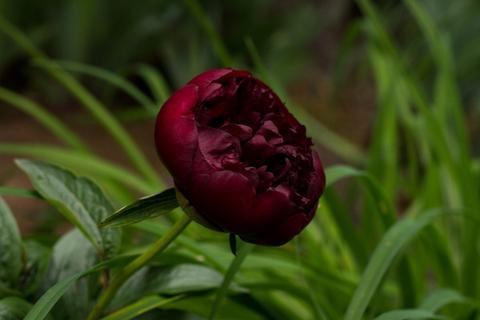 Black_Swan_peony_flower_large.jpg (480×320)
