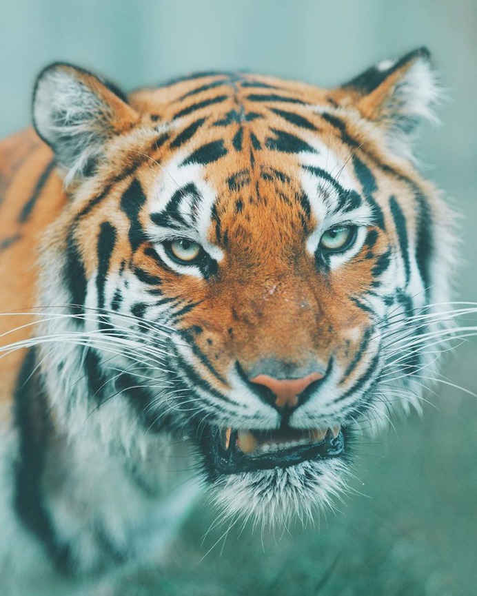 Outstanding Wildlife and Adventure Photography by Charly Savely