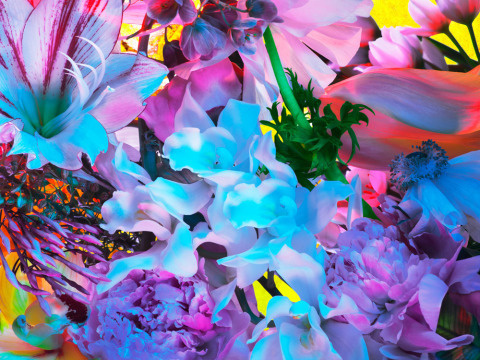 Torkil Gudnason | PICDIT #photo #color #photography #art #flowers