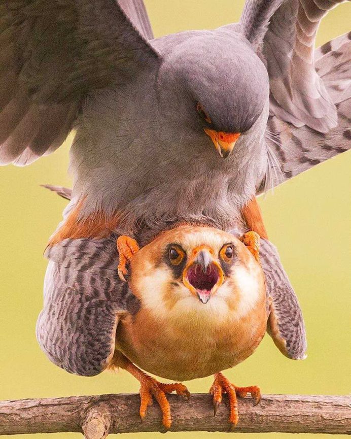 Sunil Gopalan Captures Striking Photos of Birds on Five Continents
