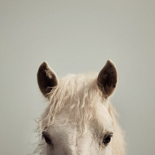 il_570xN.259632148-550x550.jpg (550×550) #horses #sears #horse #pony