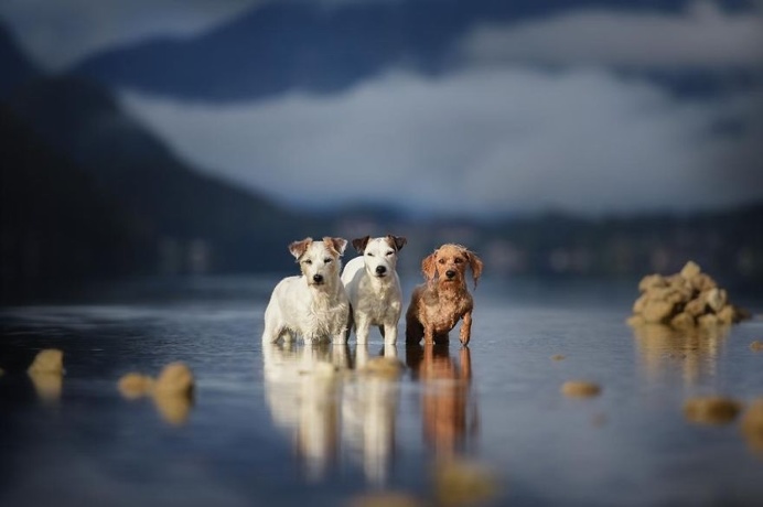 Photographer Captures Soulful Portraits Of Dogs In Austrian Wilderness #dog #animals #photography #portrait