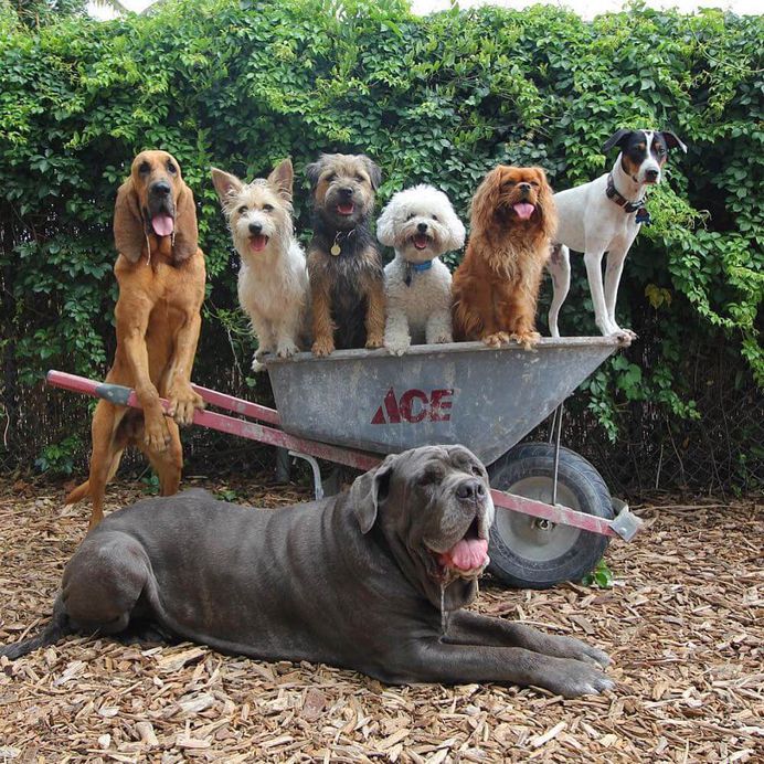 Most Dog Friendly Stores in America - Ace Hardware